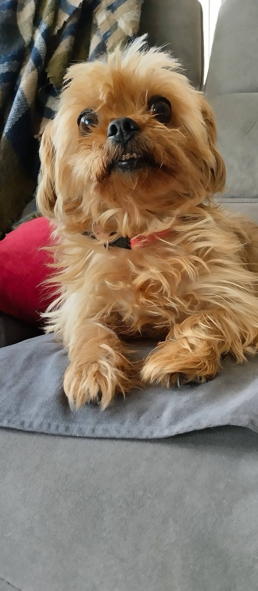 Oscar participe au concours pour gagner de l'argent avec cette photo : biewer_terrier, canidae, carnivore, companion_dog, dog, dog_breed, dog_supply, event, fur, liver, maltepoo, non_sporting_group, small_terrier, snout, sporting_group, terrier, toy_dog, water_dog, working_animal, yorkipoo