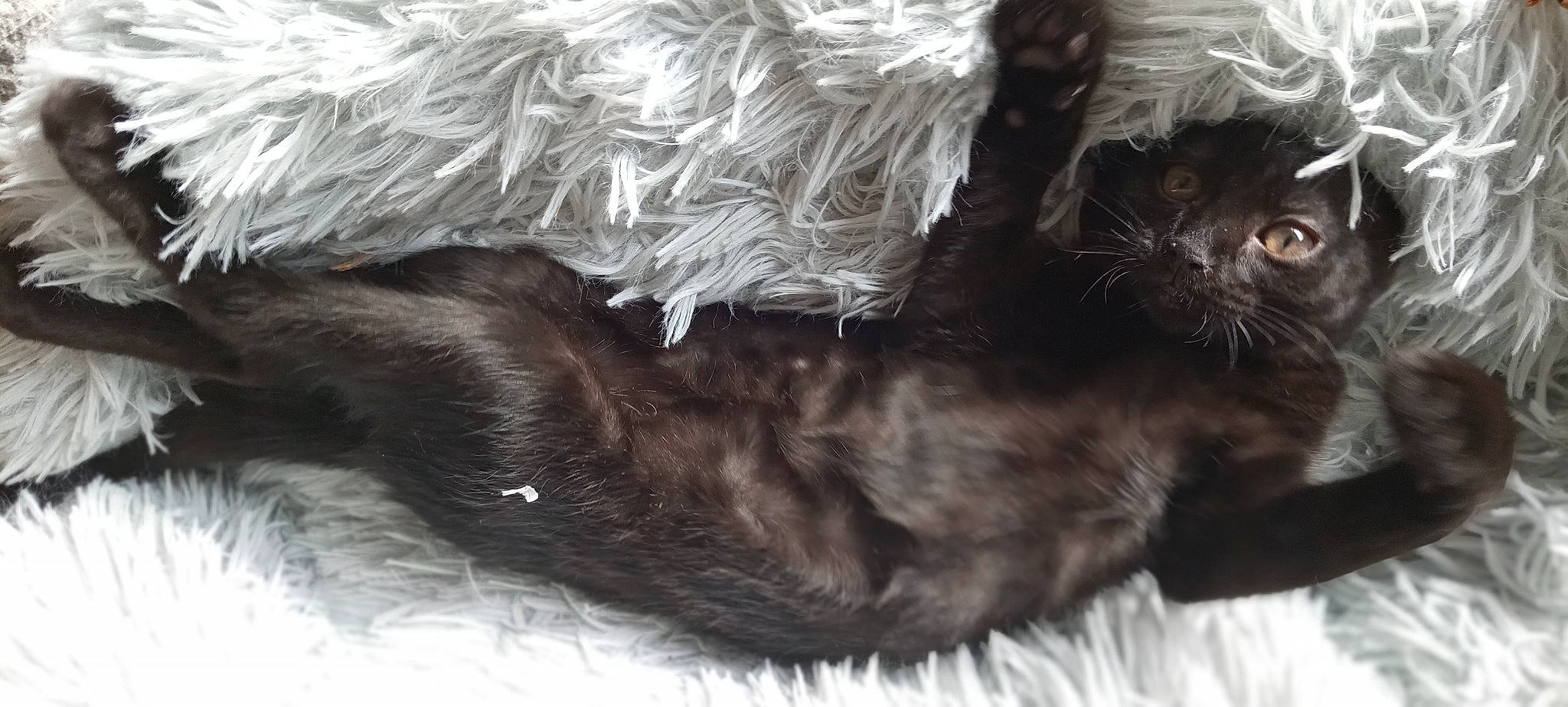 Spidy participe au concours pour gagner de l'argent avec cette photo : black_cat, carnivore, cat, claw, comfort, companion_dog, dog_breed, dog_collar, fawn, felidae, fur, liver, nap, paw, scottish_terrier, small_to_medium_sized_cats, sporting_group, tail, whiskers, working_animal