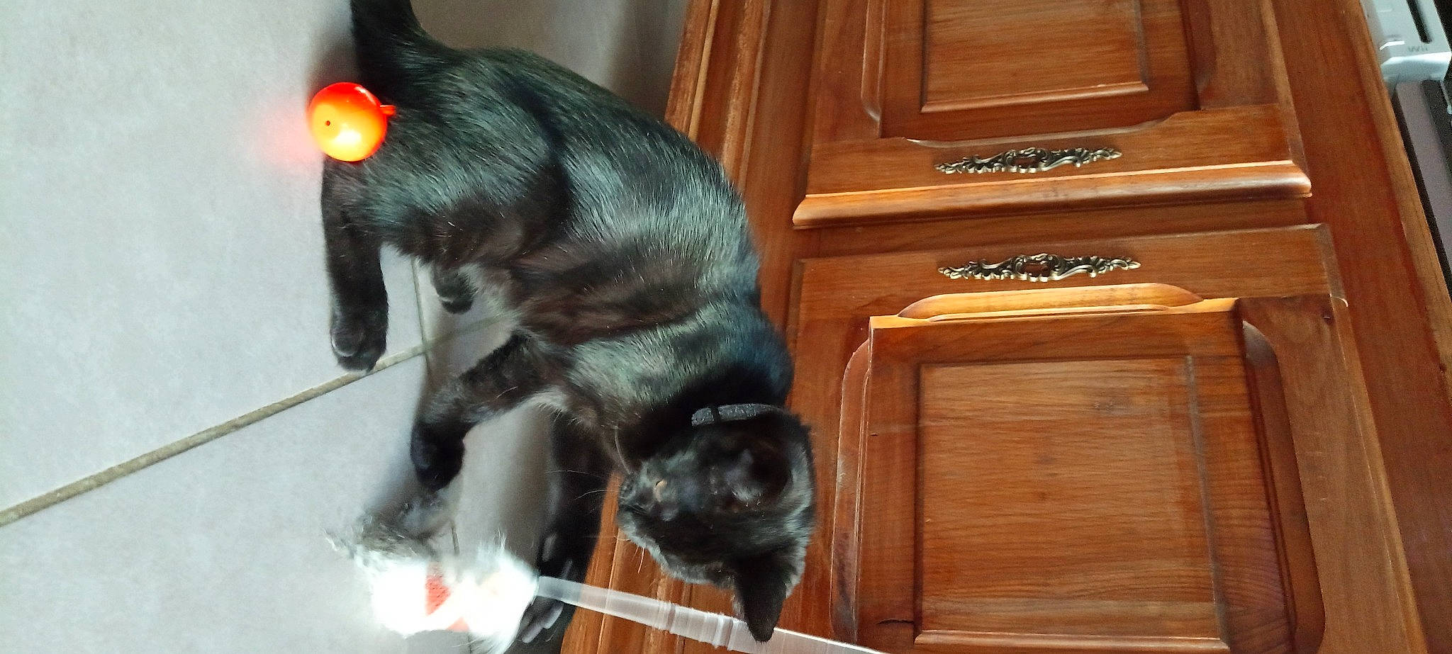 Spidy a rejoint le concours — aidez-le/la à gagner de superbes lots ! black_cat, cabinetry, carnivore, cat, cat_supply, claw, dog_breed, domestic_short_haired_cat, door, drawer, felidae, flooring, fur, hardwood, small_to_medium_sized_cats, tail, varnish, whiskers, wood, wood_stain