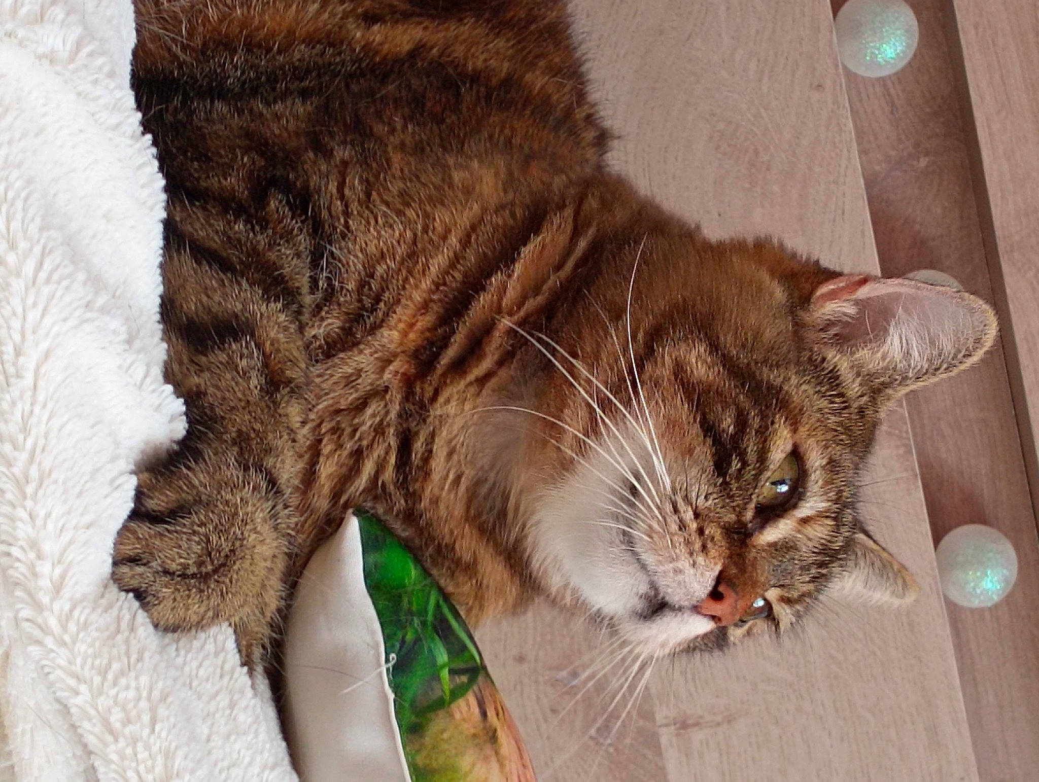 Lila a rejoint le concours — aidez-le/la à gagner de superbes lots ! carnivore, cat, claw, domestic_short_haired_cat, felidae, fur, grass, paw, small_to_medium_sized_cats, tail, terrestrial_animal, tree, whiskers, window