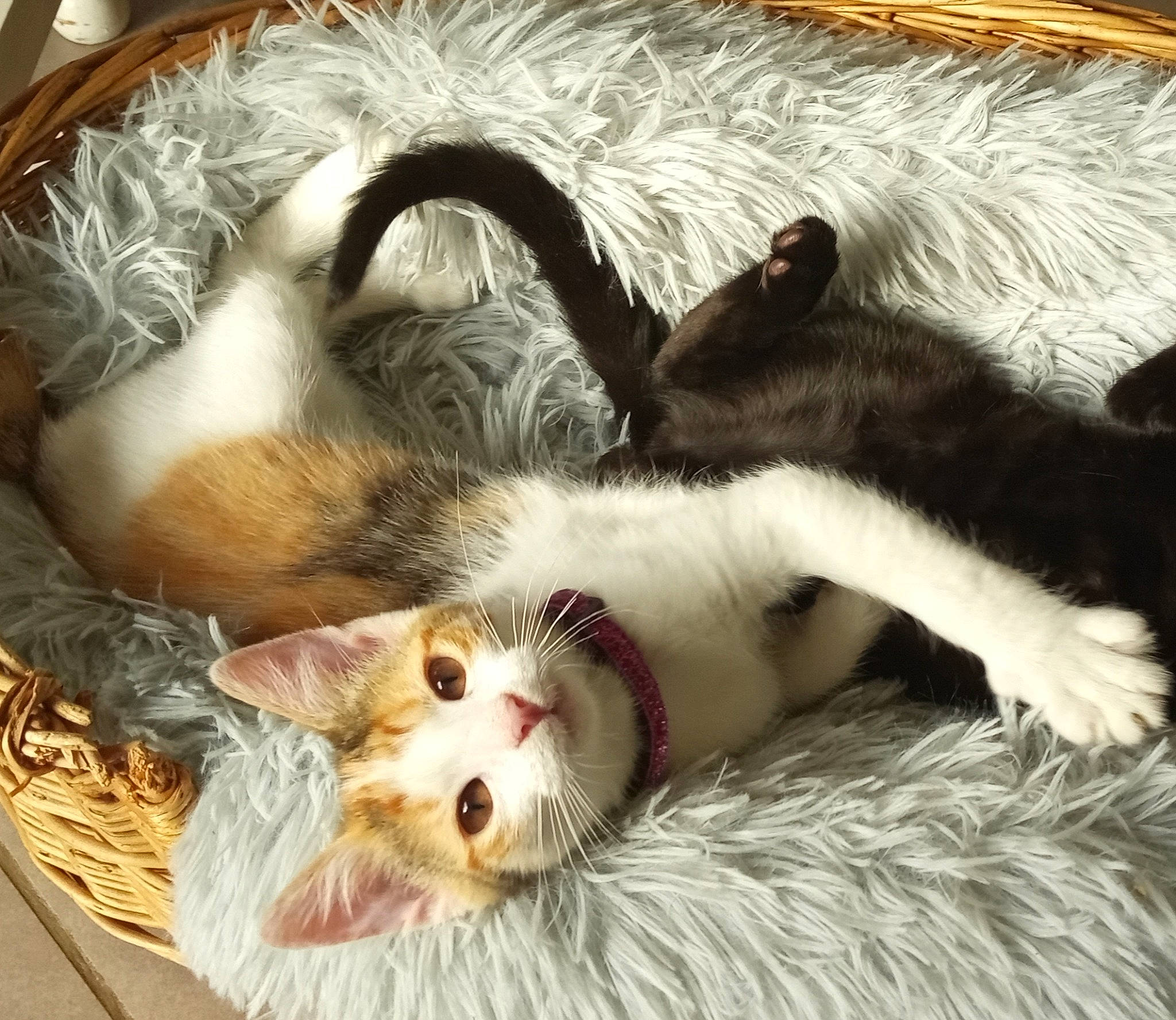 Lily a rejoint le concours — aidez-le/la à gagner de superbes lots ! carnivore, cat, claw, comfort, companion_dog, dog_breed, domestic_short_haired_cat, fawn, felidae, fur, mammal, nap, paw, small_to_medium_sized_cats, snout, sporting_group, tail, vertebrate, whiskers, white