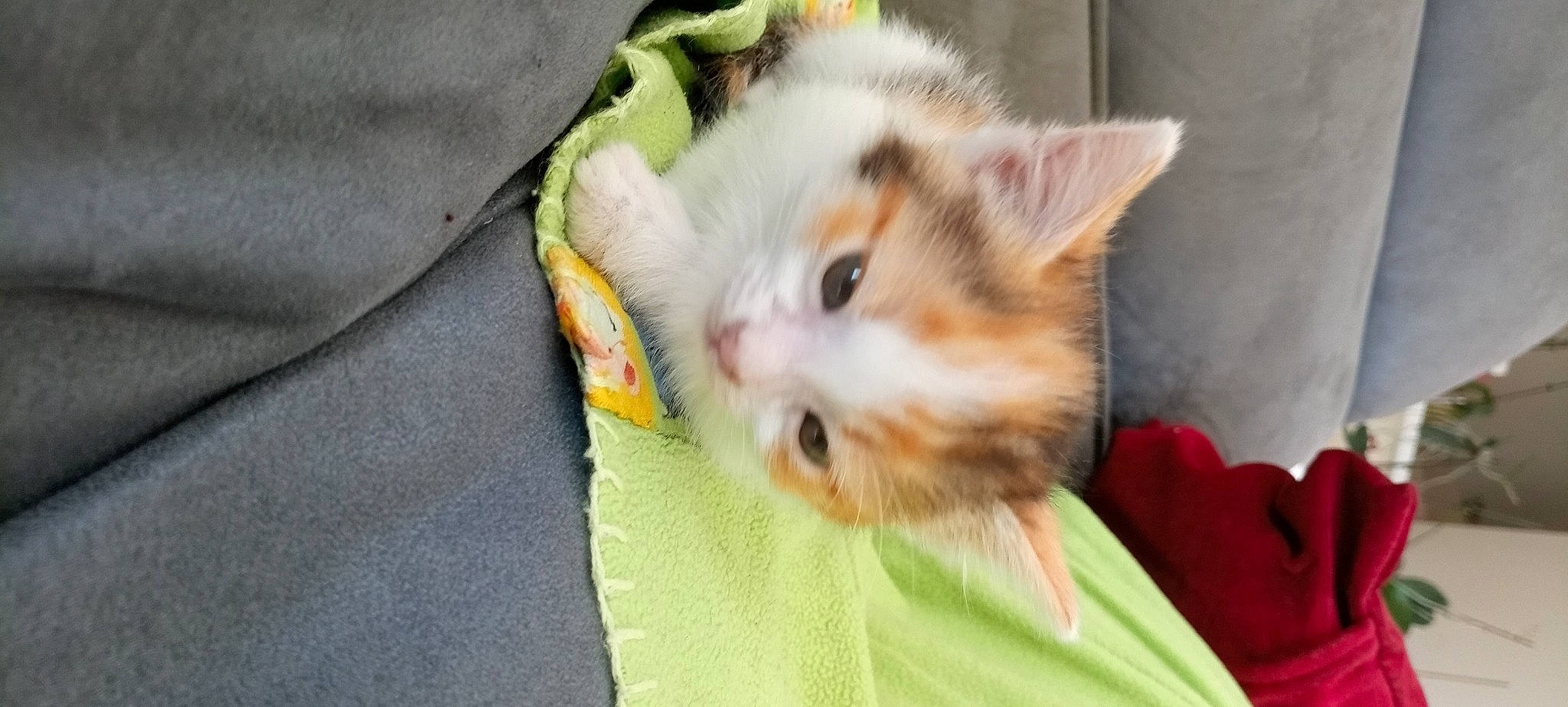 Lily a rejoint le concours — aidez-le/la à gagner de superbes lots ! carnivore, cat, comfort, domestic_short_haired_cat, eye, fawn, felidae, fur, paw, small_to_medium_sized_cats, snout, whiskers