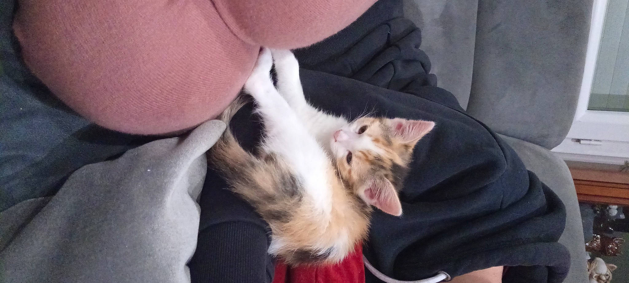 Lily a rejoint le concours — aidez-le/la à gagner de superbes lots ! canidae, carnivore, cat, claw, comfort, companion_dog, dog_breed, domestic_short_haired_cat, ear, eye, fawn, felidae, fur, gesture, lap, paw, small_to_medium_sized_cats, snout, tail, whiskers