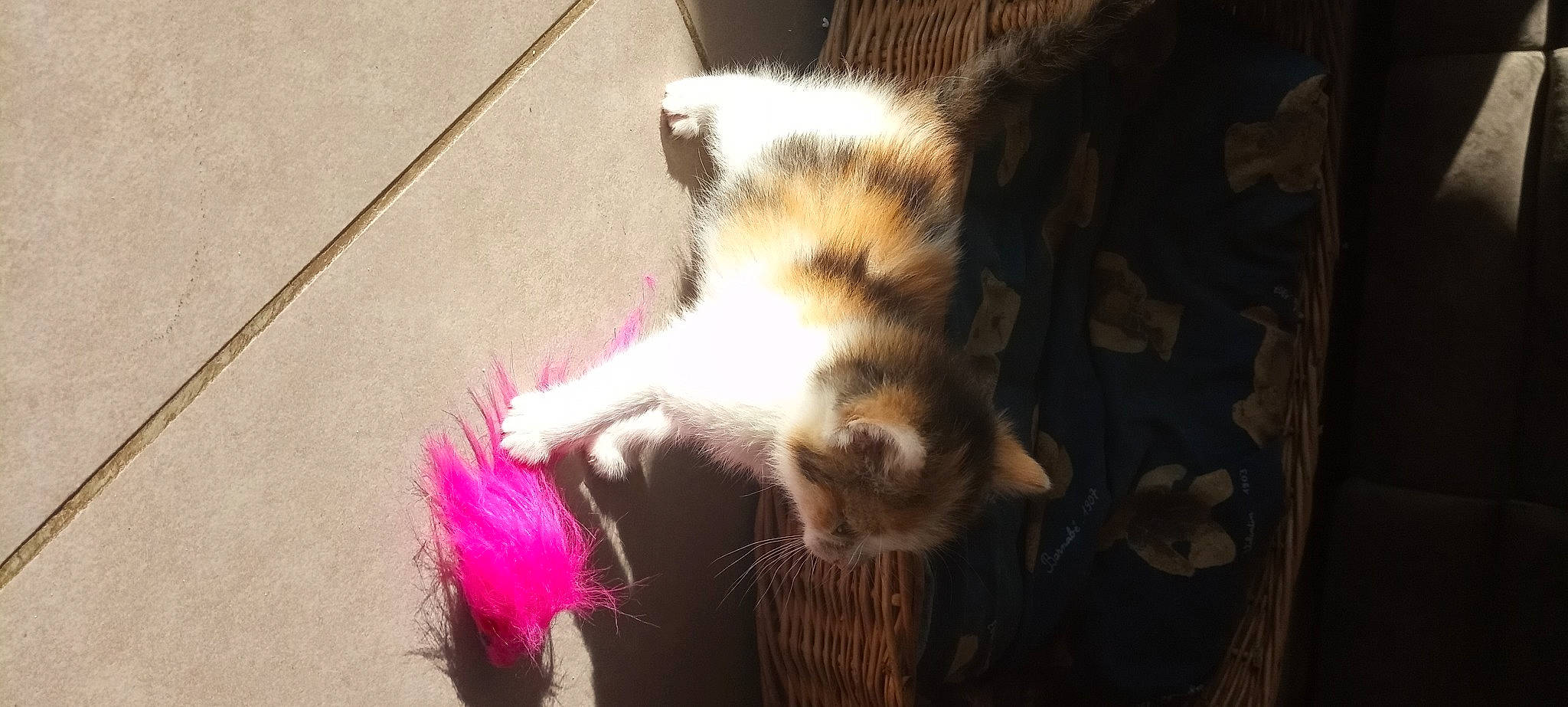 Lily participe au concours pour gagner de l'argent avec cette photo : carnivore, cat, cat_toy, claw, domestic_short_haired_cat, fawn, felidae, flooring, foot, fur, magenta, paw, plant, small_to_medium_sized_cats, snout, tail, terrestrial_animal, whiskers, window, wood