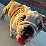 Gus joined the competition — help win amazing prizes! bulldog, puppy, dog, tongue_out, close_up, outdoor, sunlight, concrete, playful, pet, animal, fur, walking, happy, young, canine, front_paw, ears, nose, whiskers