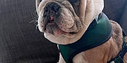 Gus is registered to the contest to win money with this photo: bulldog, puppy, dog, pet, animal, couch, furniture, indoor, harness, white, brown, wrinkled_skin, cute, sitting, window, blinds, plant, leaf, closeup, portrait