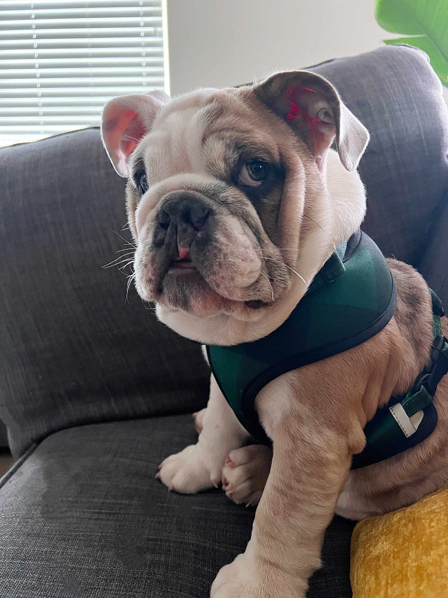 Gus is registered to the contest to win money with this photo: bulldog, puppy, dog, pet, animal, couch, furniture, indoor, harness, white, brown, wrinkled_skin, cute, sitting, window, blinds, plant, leaf, closeup, portrait
