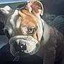 Gus joined the competition — help win amazing prizes! bulldog, puppy, dog, close_up, portrait, wrinkles, face, ears, indoor, window, couch, soft_light, pet, animal, furry, cute, expression, nostrils, collar, young