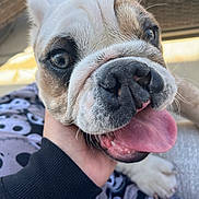 Gus is registered to the contest to win money with this photo: bulldog, puppy, dog, close_up, tongue_out, playful, happy, pet, animal, wrinkled_face, person_hand, black_sleeve, indoor, couch, fabric, cute, young, fur, nose, whiskers