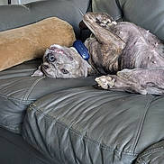 Indie Badu is registered to the contest to win money with this photo: animal, belly, brindle, canine, collar, couch, cute, dog, domestic, fur, furniture, home, indoor, leather, paw, pet, pillow, relaxed, resting, upside_down
