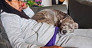 Indie Badu is registered to the contest to win money with this photo: bag, brindle_dog, casual_clothing, comfort, couch, dog, furniture, headwear, home, indoor, leisure, living_room, long_hair, man, pet, plant, portrait, relaxing, sitting, teddy_bear