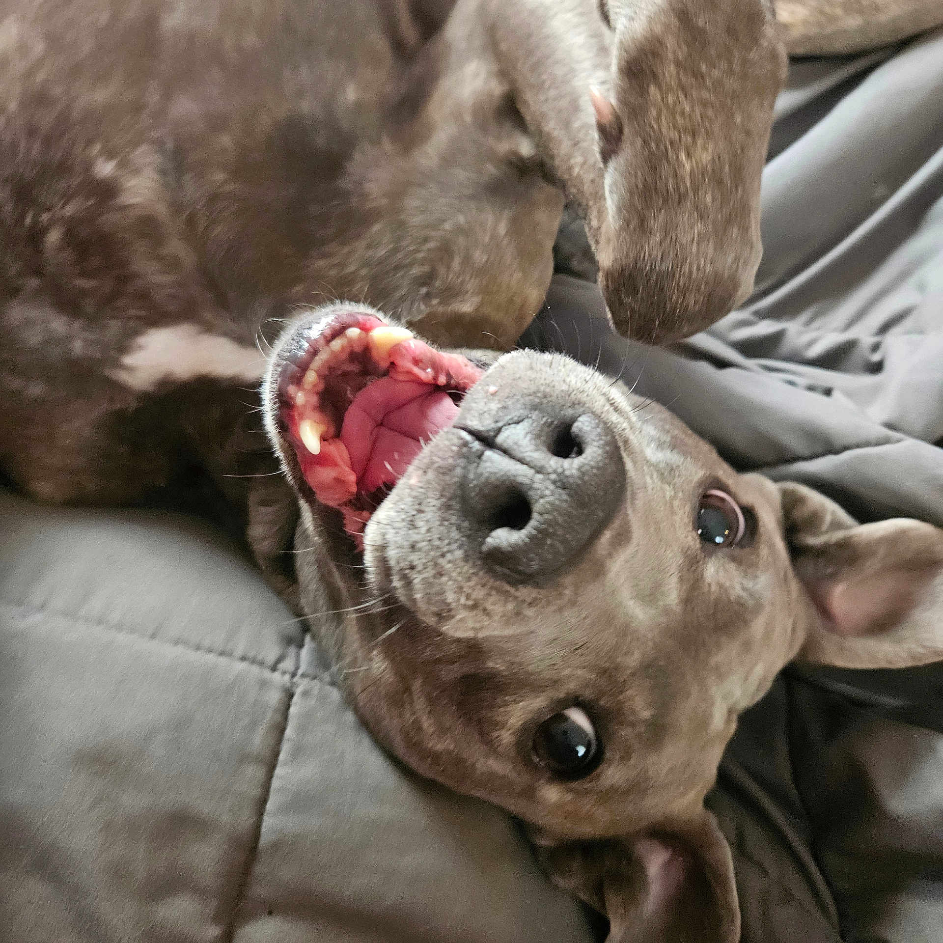 Indie Badu joined the competition — help win amazing prizes! dog, pet, playful, mouth_open, teeth, tongue, lying_down, blanket, gray, close_up, canine, happy, cute, fur, ears, snout, domestic_animal, animal, indoor, resting