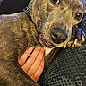 Indie Badu is registered to the contest to win money with this photo: animal, brindle, close_up, comfort, companion, couch, cute, dog, domestic_animal, eyes, face, fur, hand, human, indoor, nails, paw, pet, resting, snout