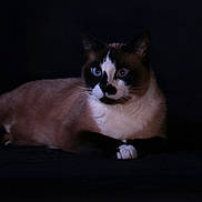 Whisky a rejoint le concours — aidez-le/la à gagner de superbes lots ! animal, blue_eyes, calm, cat, closeup, cute, dark_background, domestic_animal, feline, fur, indoor, lying_down, mammal, pet, portrait, quiet, resting, siamese_cat, soft_light, whiskers