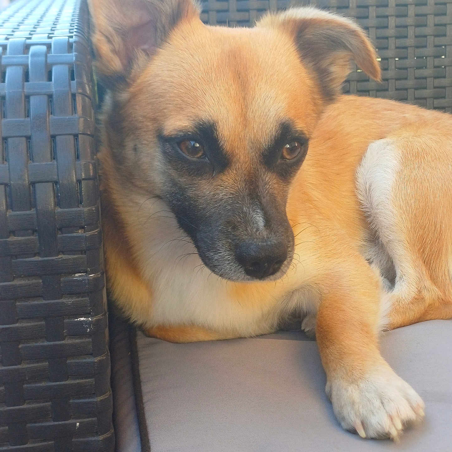 Paco