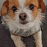 dog, small_dog, scruffy_dog, brown_and_white_fur, pet, animal, cute, looking_at_camera, indoor, close_up, fur, ears, nose, paws, sitting, portrait, domestic_animal, canine, companion, furry