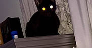 Clara is registered to the contest to win money with this photo: animal, black_cat, cat, close_up, curtain_ruffles, curtains, cute, dark, domestic_cat, feline, furniture, glowing_eyes, household, indoors, mysterious, night, pet, quiet, shadow, sitting