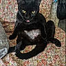 advertisement, animal, animal_support, black_cat, cat, cute, feline, funny_expression, home, indoor, jigsaw_puzzle, patterned_background, pet, product_listing, puzzle_pieces, relaxed_pose, text_overlay, tongue_out, website_screenshot, yellow_eyes