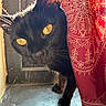 Clara is registered to the contest to win money with this photo: animal, black_cat, cat, close_up, cozy, curious, curtain, ears, face, feline, indoor, intimate, looking, pattern, pet, red_curtain, sunlight, whiskers, window, yellow_eyes