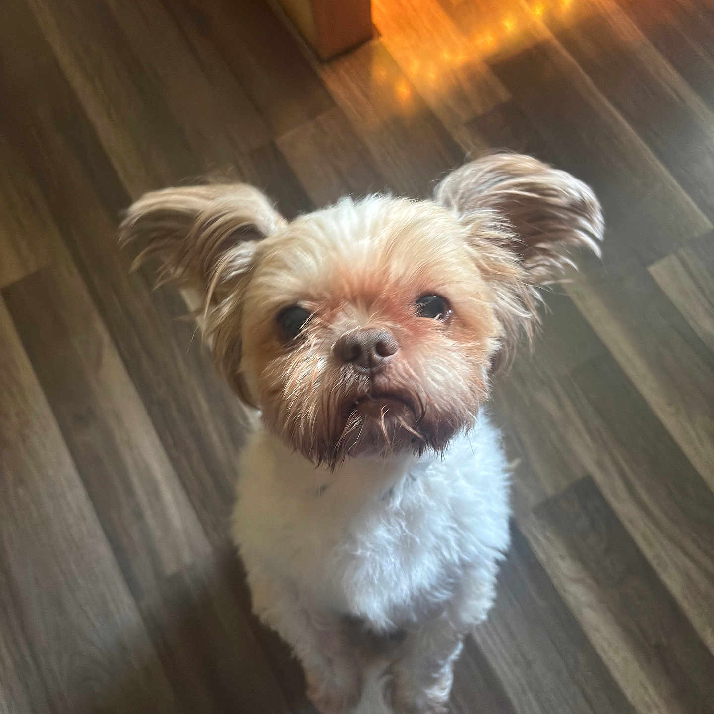 Gizmo