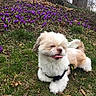 Gizmo joined the competition — help win amazing prizes! dog, small_dog, fluffy, tongue_out, grass, purple_flowers, outdoor, nature, spring, pet, canine, playful, lying_down, greenery, plants, tree, daylight, fur, cute, garden