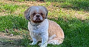 Gizmo is registered to the contest to win money with this photo: animal, brown_and_white, calm, canine, daylight, dog, domestic_animal, fence, fur, garden, grass, nature, outdoor, pet, rocks, shadow, sitting, small_dog, sunlight, yard