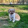 Gizmo is registered to the contest to win money with this photo: animal, brown_and_white, calm, canine, daylight, dog, domestic_animal, fence, fur, garden, grass, nature, outdoor, pet, rocks, shadow, sitting, small_dog, sunlight, yard