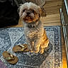 Gizmo is registered to the contest to win money with this photo: brown, cabinet, cozy, curtains, dog, floor, fur, furniture, home, indoor, light, looking_up, pet, rug, sandals, shadow, small_dog, standing, white, wooden_floor