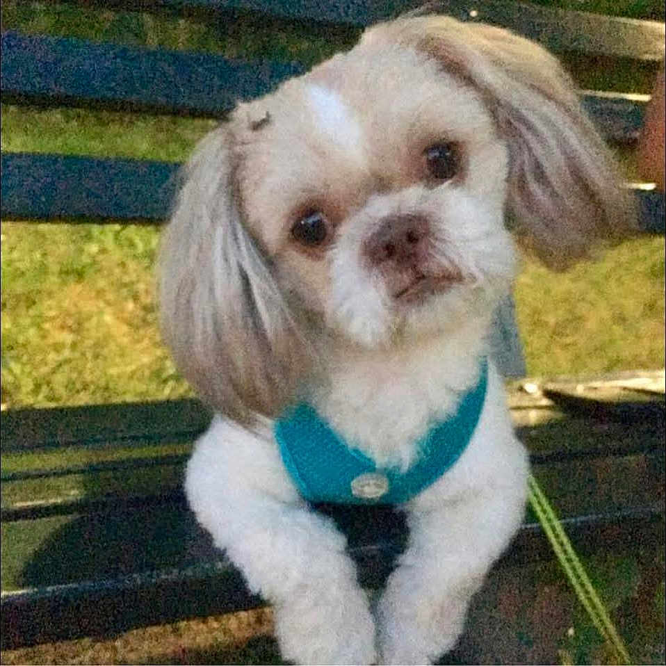Gizmo