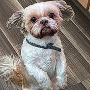 Gizmo joined the competition — help win amazing prizes! animal, brown_and_white, canine, collar, companion, curious, cute, dog, domestic, ears, flooring, fluffy, fur, indoor, looking_up, pet, portrait, sitting, small_dog, wood_floor