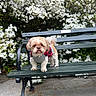Gizmo joined the competition — help win amazing prizes! dog, small_dog, sweater, bench, park_bench, flowers, white_flowers, outdoor, garden, pet, cute, fluffy, standing, nature, green, plants, spring, animal, canine, adorable