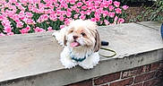 Gizmo is registered to the contest to win money with this photo: dog, small_dog, tongue_out, flower_bed, pink_tulips, hedge, concrete_ledge, brick_wall, outdoor, garden, pet, cute, fluffy, spring, nature, greenery, sidewalk, leash, daylight, calm