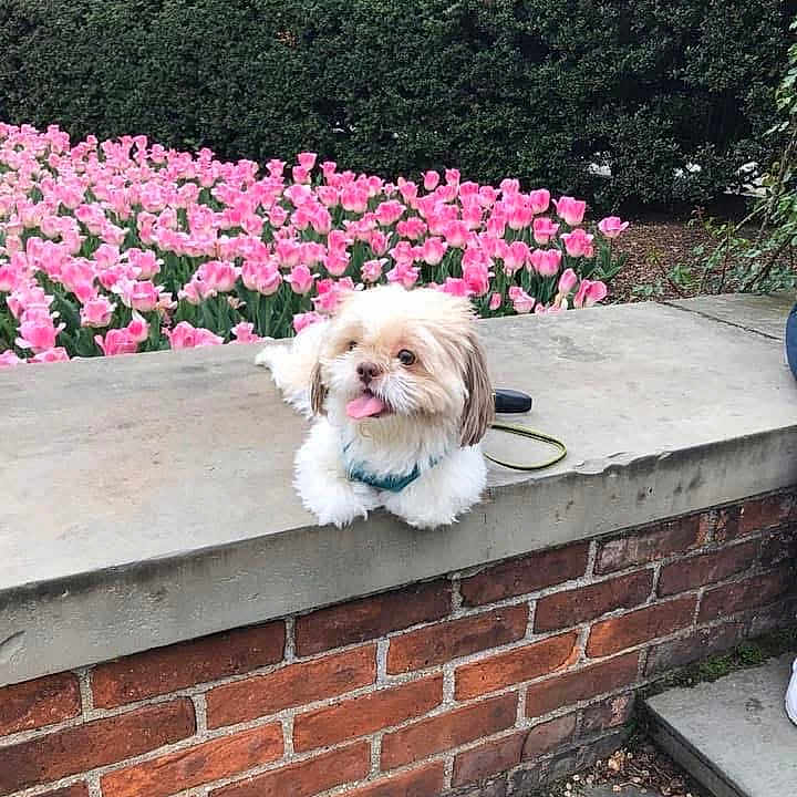 Gizmo
