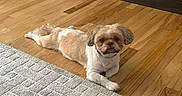 Gizmo is registered to the contest to win money with this photo: animal, carpet, cozy, curious, dog, domestic_animal, fireplace, flooring, fur, home, indoor, interior, living_room, lying_down, pet, relaxed, rug, small_dog, stone_wall, wooden_floor