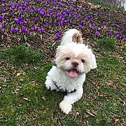 Gizmo joined the competition — help win amazing prizes! dog, white_dog, small_dog, grass, purple_flowers, outdoor, nature, happy, tongue_out, pet, spring, playful, cute, animal, fluffy, greenery, garden, canine, joyful, daylight