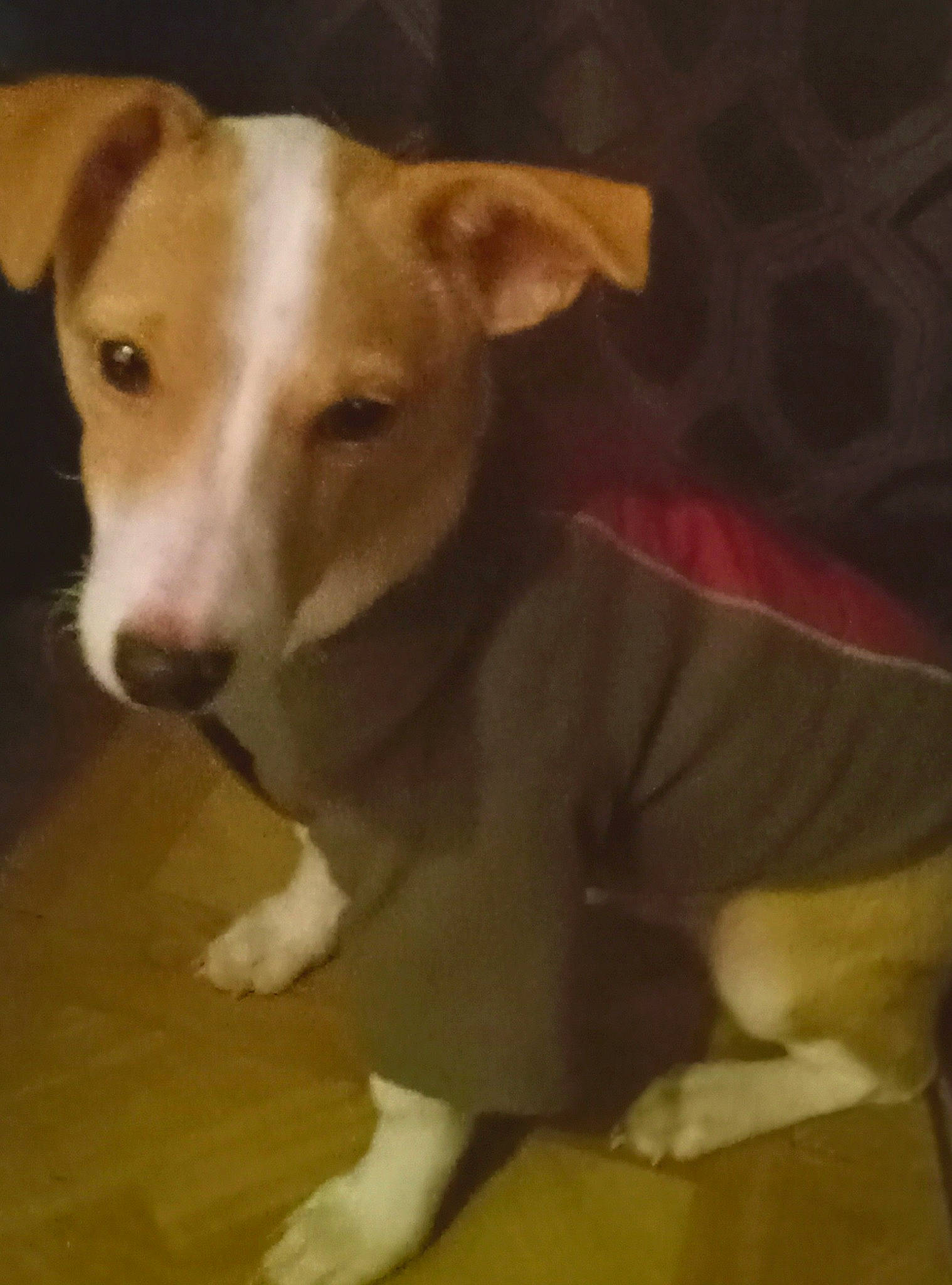 Kobe joined the competition — help win amazing prizes! canidae, carnivore, collar, companion_dog, dog, dog_breed, dog_collar, dog_supply, fawn, flooring, fur, hardwood, pet_supply, snout, sporting_group, tail, terrestrial_animal, whiskers, wood, working_animal