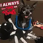 Peanut joined the competition — help win amazing prizes! canidae, carnivore, companion_dog, dog, dog_breed, dog_supply, event, fictional_character, font, logo, non_sporting_group, photo_caption, snout, sporting_group, thigh, toy_dog, working_animal