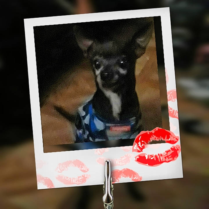 Peanut is registered to the contest to win money with this photo: advertising, canidae, carmine, carnivore, companion_dog, dog, dog_breed, dog_supply, event, font, fur, magenta, paw, pet_supply, photo_caption, rectangle, terrestrial_animal, toy_dog, visual_arts, working_animal