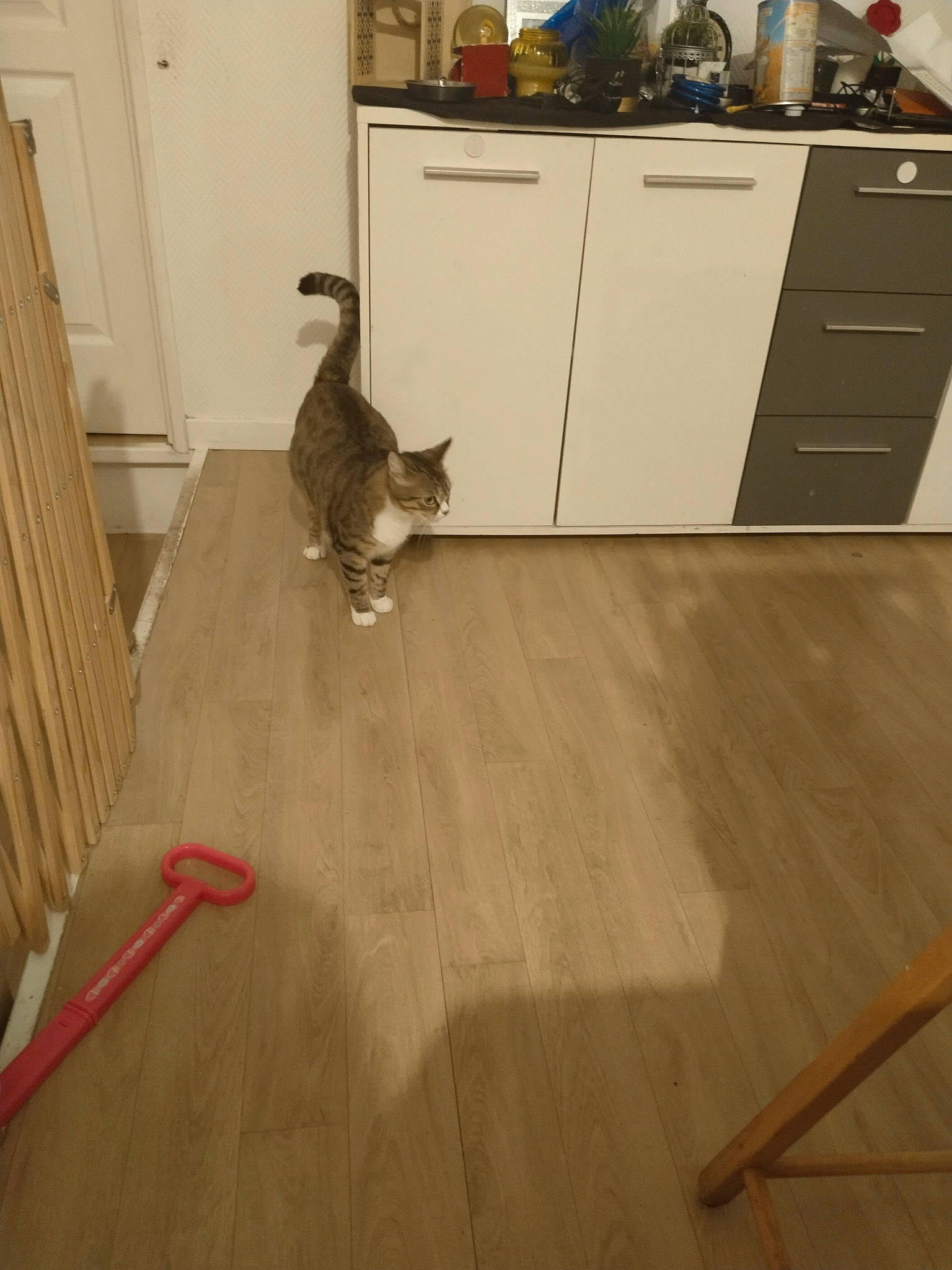 Tartine a rejoint le concours — aidez-le/la à gagner de superbes lots ! brown, cabinetry, carnivore, cat, countertop, drawer, fawn, felidae, floor, flooring, grey, hardwood, laminate_flooring, small_to_medium_sized_cats, tail, varnish, whiskers, wood, wood_flooring, wood_stain