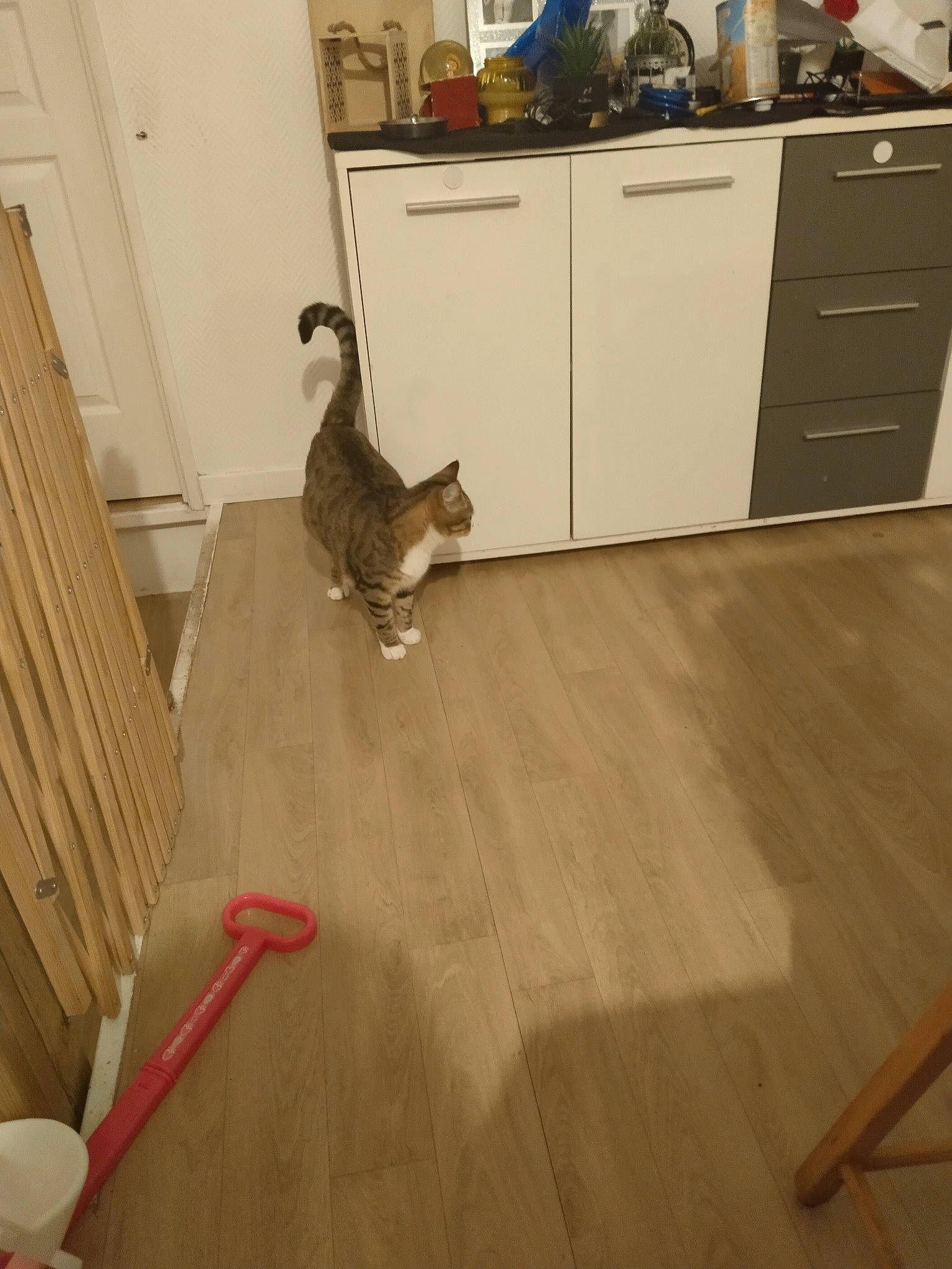 Tartine a rejoint le concours — aidez-le/la à gagner de superbes lots ! cabinetry, carnivore, cat, comfort, countertop, drawer, felidae, floor, flooring, hardwood, kitchen, kitchen_appliance, laminate_flooring, plywood, small_to_medium_sized_cats, tail, varnish, wood, wood_flooring, wood_stain