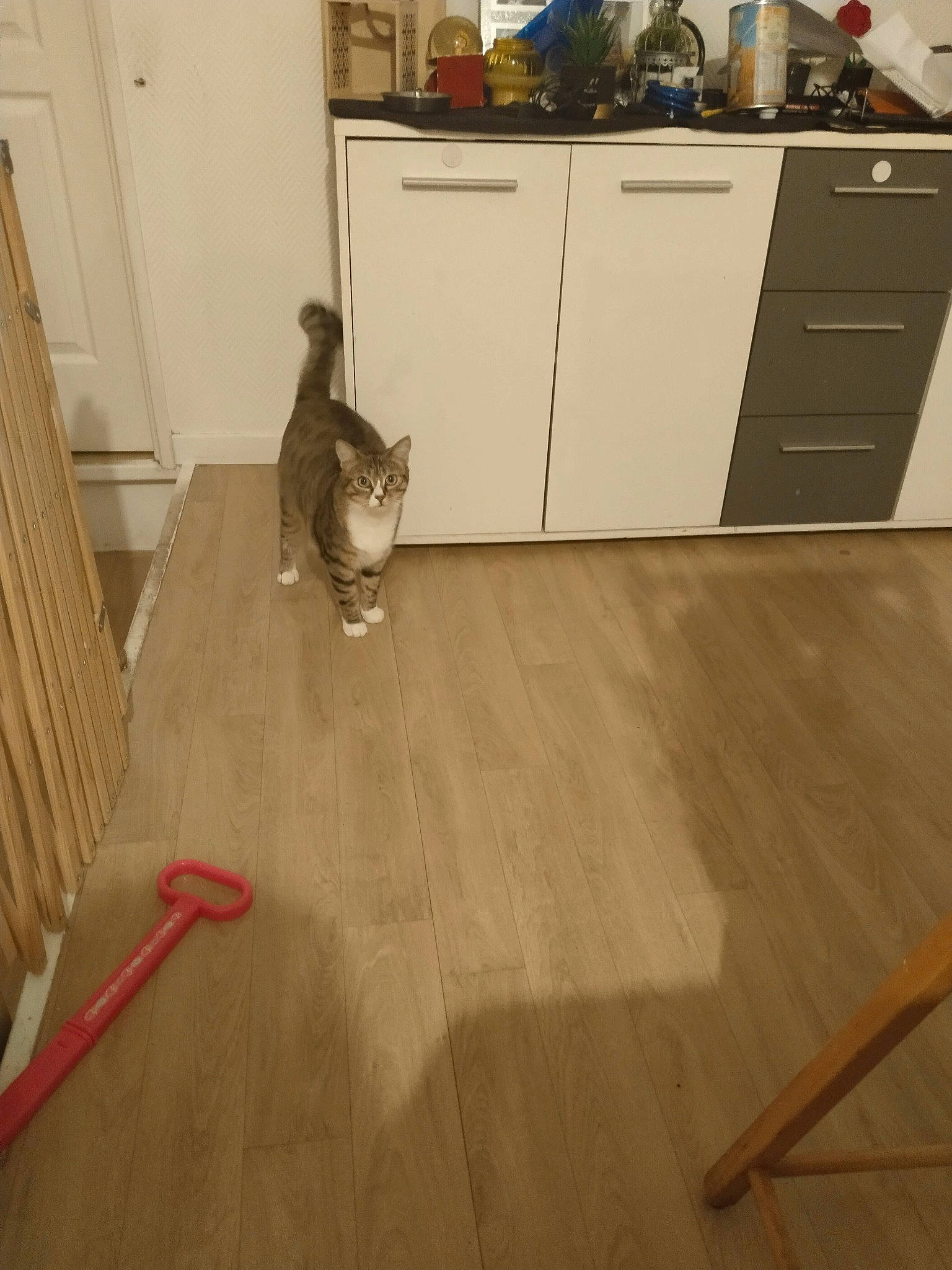 Tartine a rejoint le concours — aidez-le/la à gagner de superbes lots ! beige, brown, cabinetry, carnivore, cat, countertop, drawer, fawn, felidae, floor, flooring, grey, hardwood, laminate_flooring, small_to_medium_sized_cats, varnish, whiskers, wood, wood_flooring, wood_stain