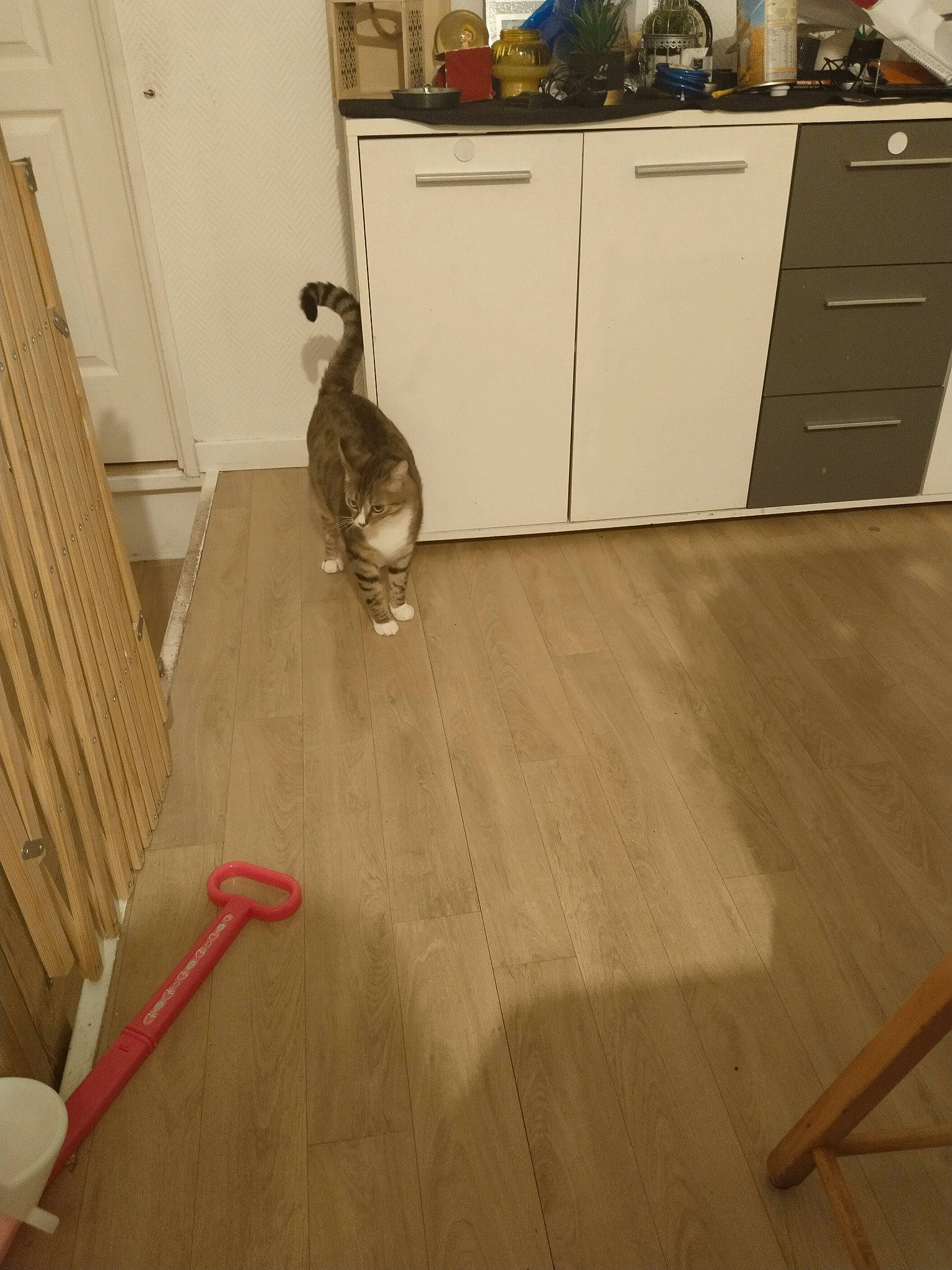 Tartine participe au concours pour gagner de l'argent avec cette photo : brown, cabinetry, countertop, cupboard, drawer, fawn, felidae, floor, flooring, hardwood, kitchen, laminate_flooring, plank, plywood, tail, varnish, whiskers, wood, wood_flooring, wood_stain