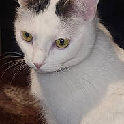 Sabrina joined the competition — help win amazing prizes! cat, white_cat, black_markings, close_up, yellow_eyes, pet, fur, whiskers, animal, cute, indoor, portrait, feline, looking_away, ears, nose, soft_fur, domestic_animal, face, alert