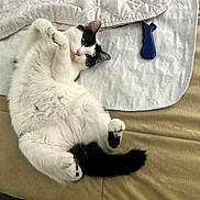 Cupid joined the competition — help win amazing prizes! cat, pet, white_cat, black_and_white, lying_down, couch, blanket, quilted, relaxed, domestic_animal, indoor, feline, fur, paw, tail, playful, cute, cozy, resting, animal