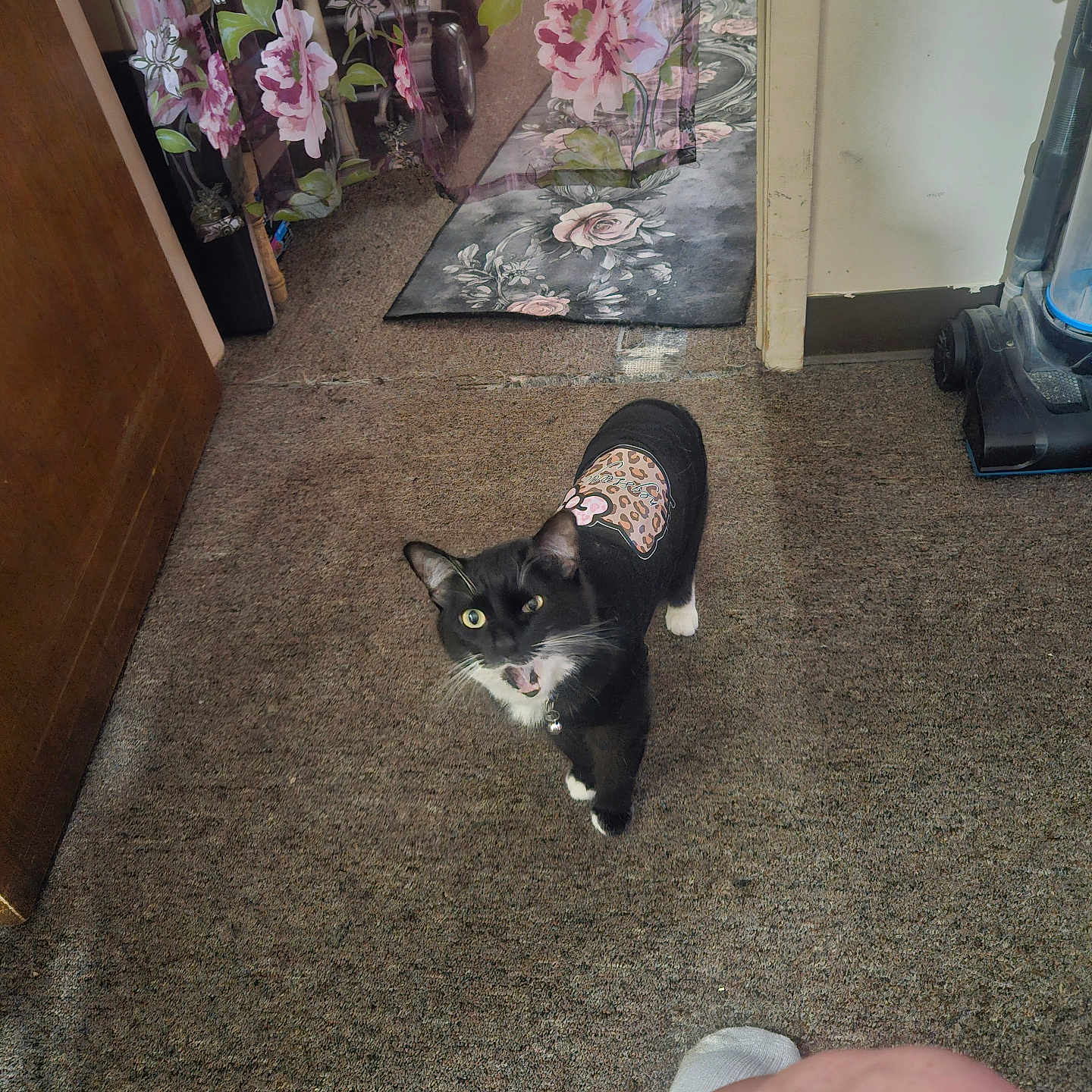 Aurora joined the competition — help win amazing prizes! cat, tuxedo_cat, clothing, carpet, curtain, floral_pattern, rug, vacuum_cleaner, indoor, pet, animal, looking_up, open_mouth, furniture, home, floor, human_knee, domestic, cute, black_and_white_cat