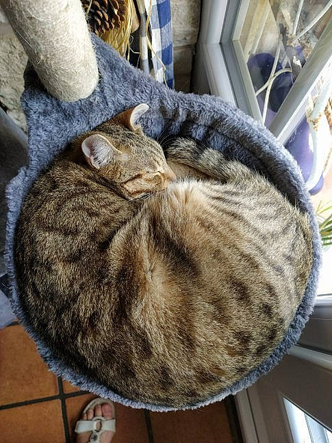 Léo a rejoint le concours — aidez-le/la à gagner de superbes lots ! american_shorthair, asian, carnivore, cat, cat_bed, domestic_short_haired_cat, dragon_li, european_shorthair, fawn, felidae, fur, small_to_medium_sized_cats, tabby_cat, whiskers