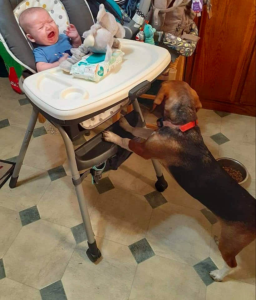 Gentry is registered to the contest to win money with this photo: canidae, carnivore, chair, companion_dog, dog, dog_breed, fawn, floor, flooring, furniture, person, product, room, sorrow, sporting_group, table, tile