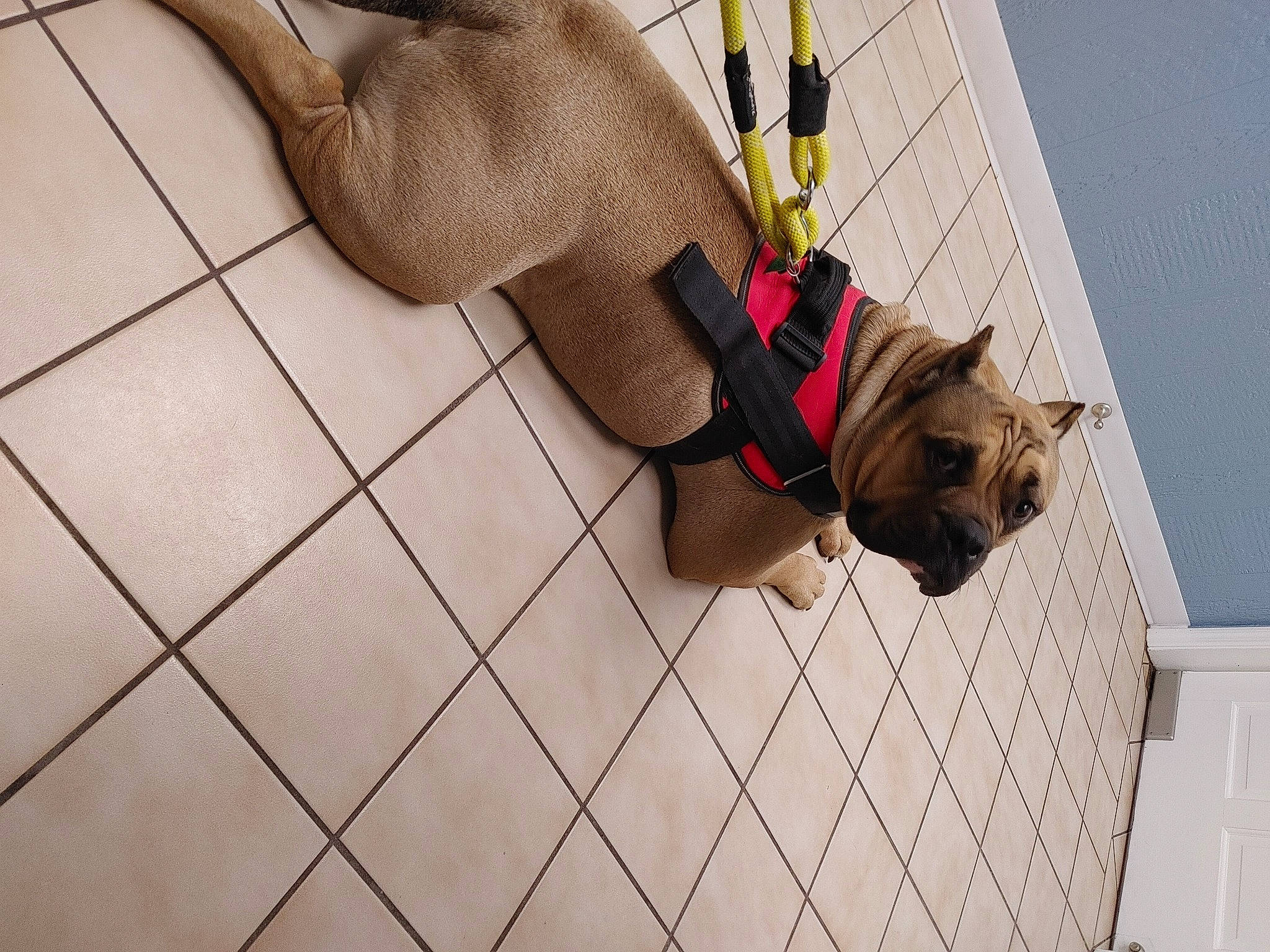 Major is registered to the contest to win money with this photo: carnivore, collar, companion_dog, dog, dog_breed, fashion_accessory, fawn, flooring, foot, fur, hardwood, human_leg, leash, line, pattern, pet_supply, thigh, waist, wood, wrist