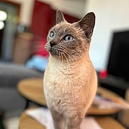 Nala a rejoint le concours — aidez-le/la à gagner de superbes lots ! abyssinian, animal, cat, computer, computerhardware, desk, electronics, furniture, hardware, kitten, laptop, manx, monitor, pc, pet, screen, siamese, table, wood