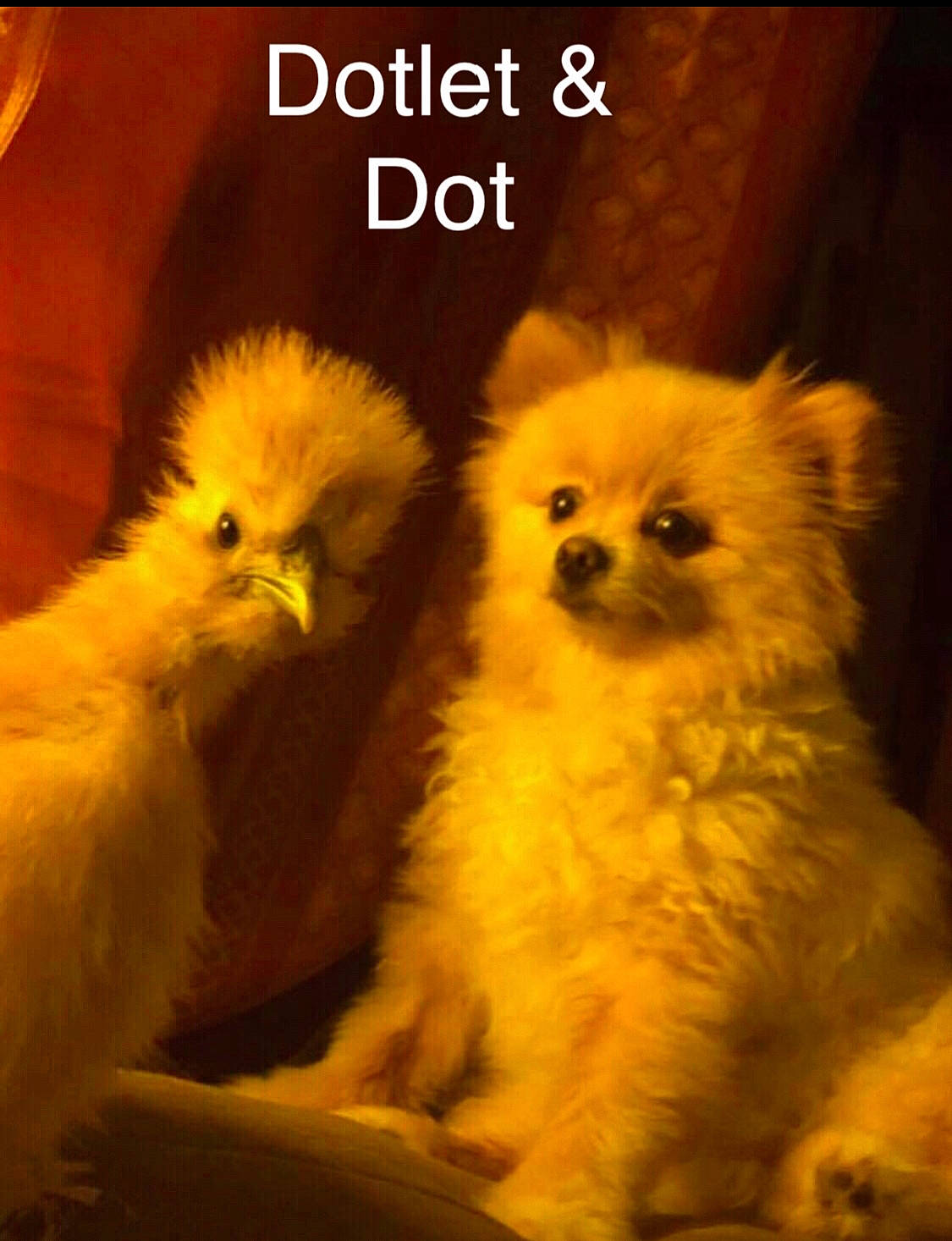 Dot